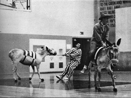 donkey basketball